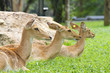deer