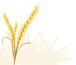 Wheat ears Wheat ears