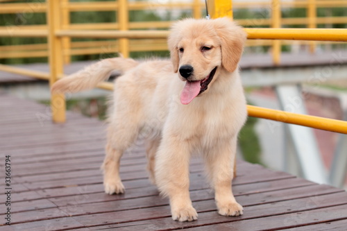Photo: golden retriever golden retriever