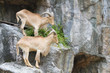 Brown Mountain Goats