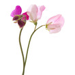 sweet pea flowers
