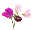 sweet pea flowers