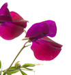 sweet pea flowers