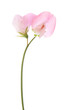 sweet pea flowers