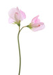 sweet pea flowers