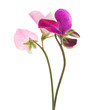 sweet pea flowers