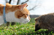 cat and hedgehog