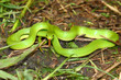 Smooth Green Snake (Opheodrys vernalis)