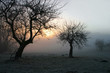 Mystischer Morgennebel im Bayerischen Wald