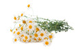 Medical daisy