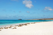 Seelöwen-Strand