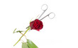 Cut flowers
