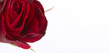 Isolated red rose - Clipping path