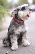 Schnauzer