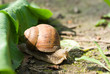 snail