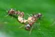 Ants feeding