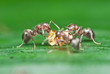 Ants feeding