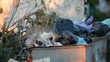 homeless cat looking for food in garbage