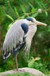 Photo: Gray heron Gray heron