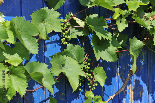 Photo: grapes in summer grapes in summer