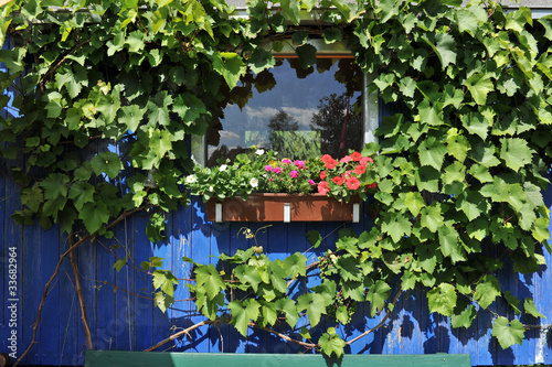 Photo: grapes in summer grapes in summer