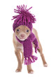 Blue-eyed chihuahua puppy wearing hat and scarf Blue-eyed chihuahua puppy wearing hat and scarf