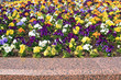 summer flowerses on town lawn