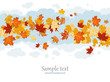 Maple leaves