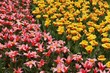 a field full of tulips - Netherlands