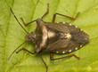 Pentatoma rufipes