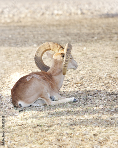 Photo: A beautiful Nubian Ibex with curved horn A beautiful Nubian Ibex with curved horn