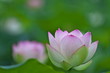 ハスの花
