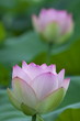 ハスの花