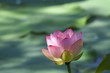 ハスの花