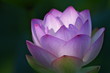 ハスの花