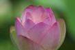 ハスの花