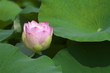ハスの花
