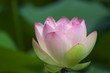 ハスの花