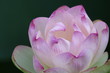 ハスの花