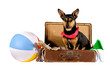 Jack Russel Terrier will in den Uraub