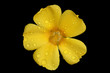 Foto: gelbe Strauchbluete Damiana gelbe Strauchbluete Damiana