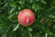 Frutti in giardino