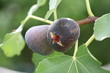 Frutti in giardino