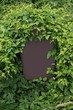 schild