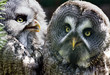 Two owls Two owls