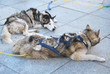 Huskies