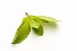 Photo: Mint leaves isolated on a white background Mint leaves isolated on a white background