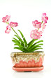 Cat Pariya orchids Ping model in thai