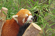 Red Panda