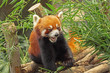 Red Panda